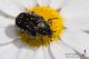 IMG_2382_Oxythyrea_dulcis.jpg