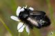 IMG_2406_Eulasia_arctos.jpg