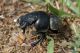 IMG_2412_Lethrus_strymonensis.jpg