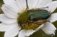 IMG_2445_Pygopleurus.jpg