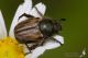 IMG_2448_Blitopertha_lineolata.jpg