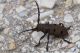 IMG_2450_Herophila_tristis.jpg