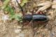 IMG_2484_Dorcadion_gallipolitanum.jpg