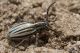 IMG_2488_Dorcadion_gallipolitanum.jpg