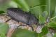 IMG_2537_Chalcophorella_stigmatica.jpg