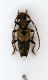 pogonocherus2.JPG