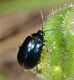 limbara26-04-13 004mod.jpg