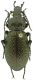 Carabus(Archicarabus)_alysidotus_Illiger_1805_Nettuno_9-XI-1985.jpg