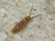 entomobryia multifasciata.JPG