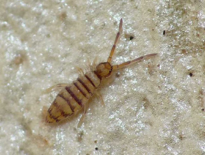 entomobryia multifasciata.JPG