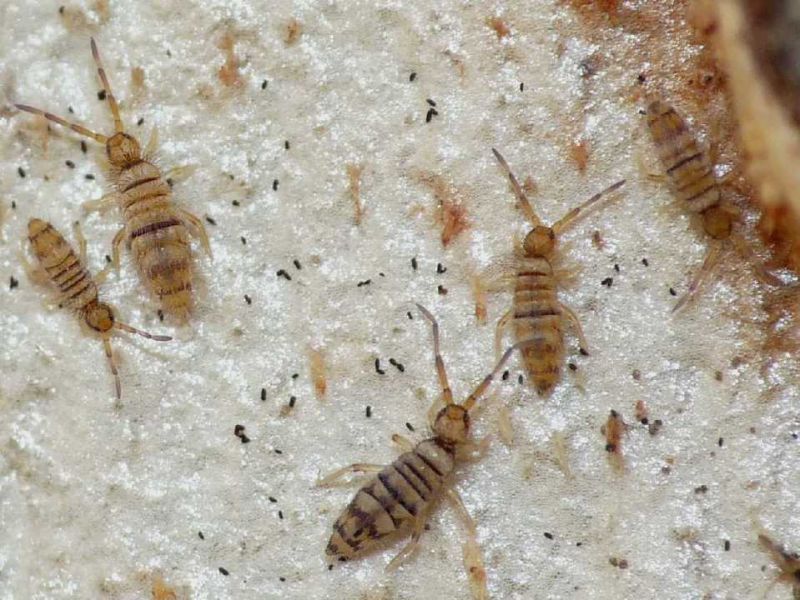 entomobryia multifasciata gruppo.JPG