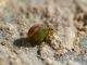 sminthurus viridis.JPG