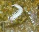 larva1.jpg