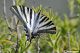 Iphiclides feisthamelii 07.jpg
