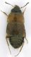 Staphylinidae_Castelchiodato_25-II-2010_c.jpg