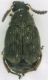 Bruchidae_Castelchiodato_25-II-2010.jpg