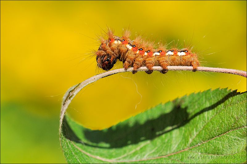 Acronicta-(Viminia)-rumicis-(Linnaeus,-1758)ent.jpg