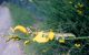 Apopestes spectrum (Esper, 1787) - Noctuidae Catocalinae .JPG