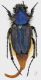 Pygopleurus-foina-blu-form-Babadag-male.jpg