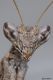 dsc6759a.jpg