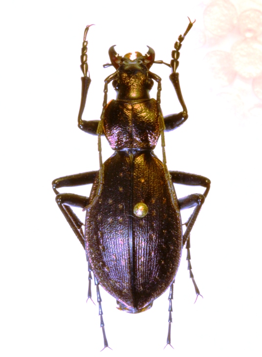 P. creutzeri baldensis m.jpg