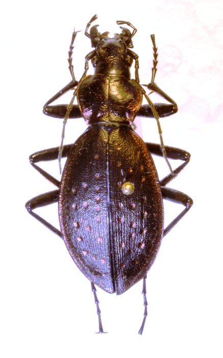 P. creutzeri baldensis f.jpg