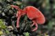 trombidium sp21.jpg