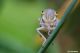 cicadella viridis61.jpg