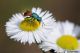 Chrysis sp05.jpg