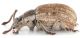 Lepretius-noxius-female-lateral.jpg