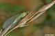 chrysopa39.jpg