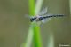 DSC_7326.jpg