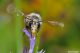 Anthophora sp plumipes06.jpg