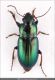 Harpalus_sp.jpg
