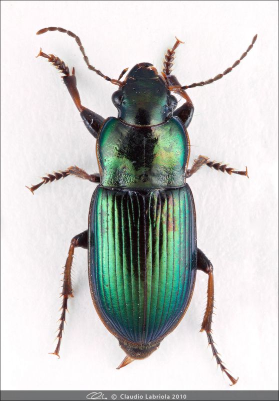 Harpalus_sp.jpg