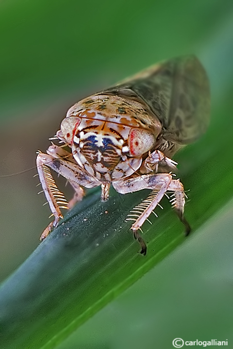 cicadellidae sp38.jpg