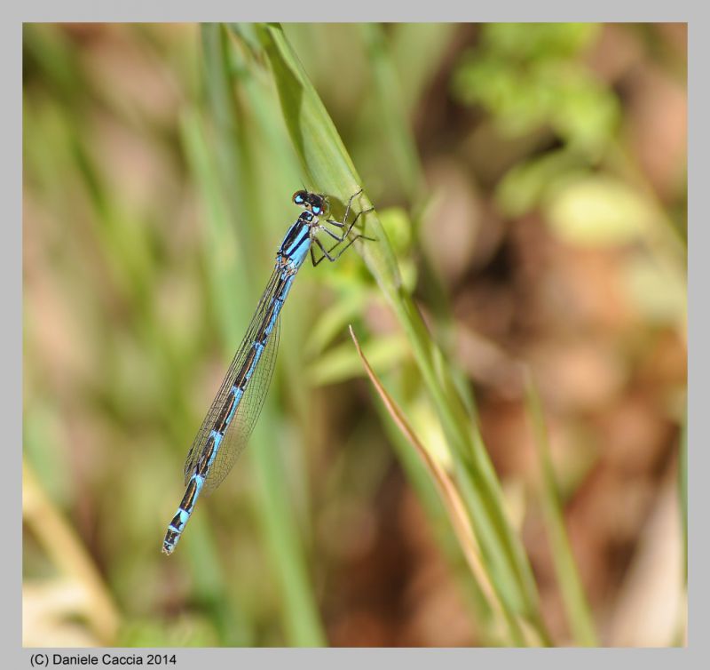 coenagrion sp.250514 laghetti riotorto (LI) (c) Daniele Caccia web.jpg