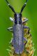 DSC_3394 crop.jpg