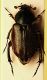 (Scarabeidi) Amphicoma abdominalis aemiliana 2.jpg