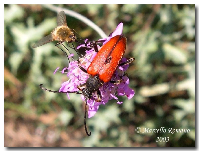 Stictoleptura cordigera forma immaculata, Bosco Ficuzza, 22 giugno 2003.jpg