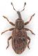Orthochaetes-insignis-up.jpg
