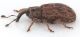 Orthochaetes-insignis-lateral.jpg