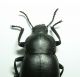 lethifera 1.jpg