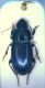 Harpalus_wohlberedti.jpg