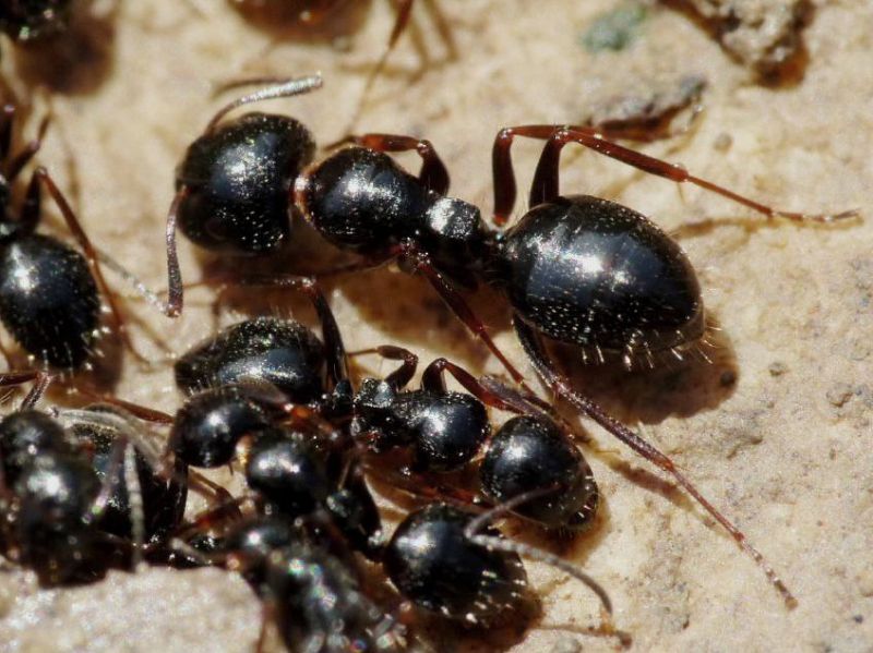 camponotus piceus.JPG