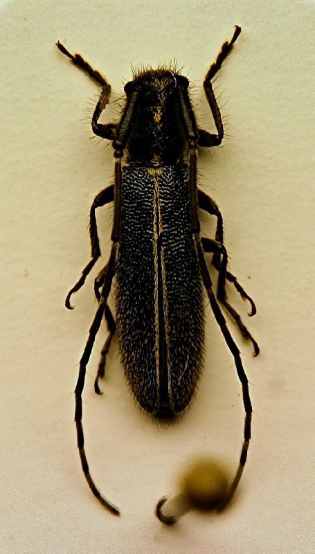 (Cerambicidi) Agapanthia cardui 3.jpg