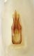 Magapenthes lugens - edeago.jpg