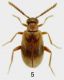 5- Aderus populneus (Creutzer, 1796).jpg