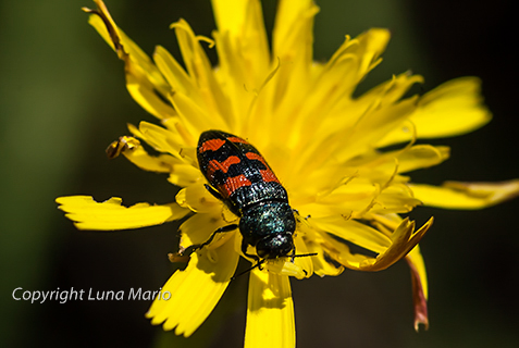 Acmaeodera t..web.jpg