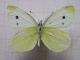 pieris 2.JPG